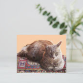 TÜRKISCHE KATZE AUF DEM ALTEN KARPET POSTKARTE (Stehend Vorderseite)