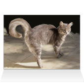 TÜRKISCHE KATZE AUF DEM ANTIKARPET (Innenansicht Horizontal (Oben))