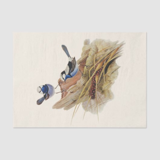 Türkische Küche Pracht Warbler, Decoupage Seidenpapier (Vorderseite)