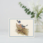 Türkische Küche Superb Warbler Postkarte (Stehend Vorderseite)