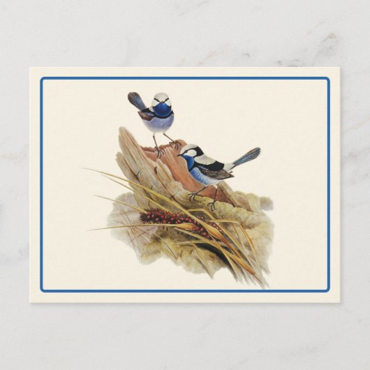 Türkische Küche Superb Warbler Postkarte (Vorderseite)