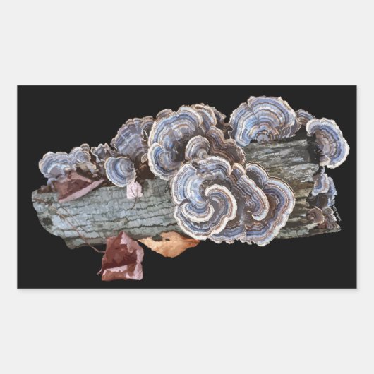 Türkische Schwanz Sticker Trametes versicolor (Vorderseite)