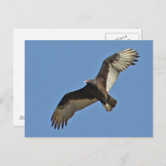 Türkische Vulkanier rasend Postkarte (Vorne/Hinten)