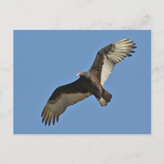 Türkische Vulkanier rasend Postkarte (Vorderseite)