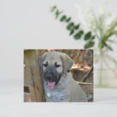 Türkischer Schäferhund Kangal Puppy Postkarte (Stehend Vorderseite)