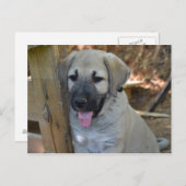 Türkischer Schäferhund Kangal Puppy Postkarte (Vorne/Hinten)