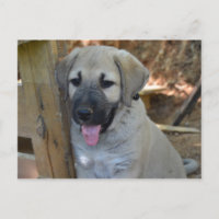 Türkischer Schäferhund Kangal Puppy
