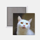 Türkischer Van Cat Magnet (Vorderseite/Rückseite)