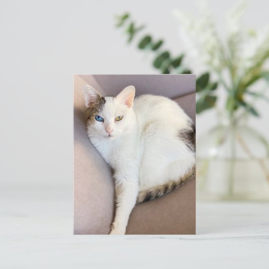 Türkischer Van Cat Postkarte (Stehend Vorderseite)