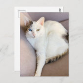 Türkischer Van Cat Postkarte (Vorne/Hinten)