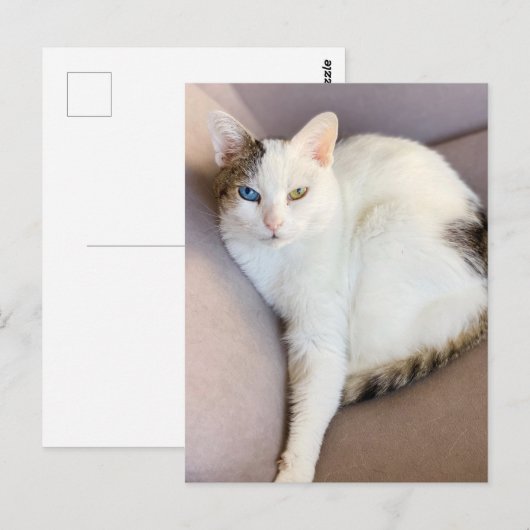 Türkischer Van Cat Postkarte (Vorne/Hinten)