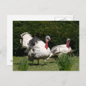 Türkisches Paar Postkarte (Vorne/Hinten)