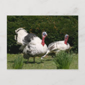 Türkisches Paar Postkarte (Vorderseite)