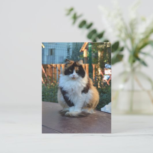 Türkisches Van Postkarte (Stehend Vorderseite)