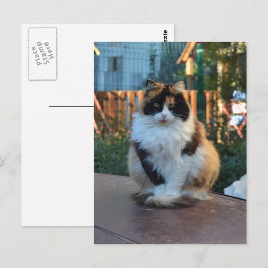 Türkisches Van Postkarte (Vorne/Hinten)