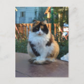 Türkisches Van Postkarte (Vorderseite)