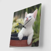 Türkisches weißes Kätzchen Quadratische Wanduhr (Winkel)