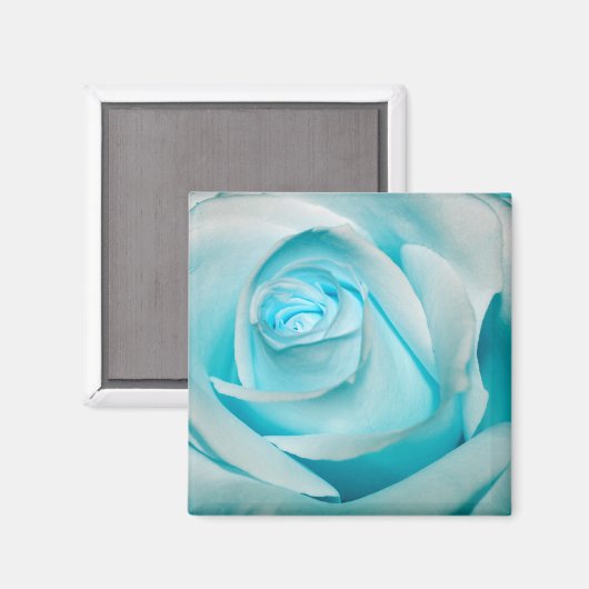 Türkiseis-Rose Magnet (Vorderseite/Rückseite)