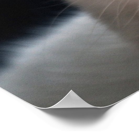 Turkish Angora Cat with Odd Eyes Poster (Ecke)