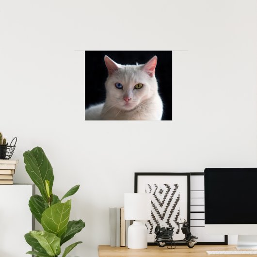 Turkish Angora Cat with Odd Eyes Poster (Heimbüro)