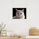 Turkish Angora Cat with Odd Eyes Poster (Küche)
