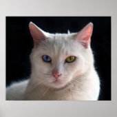 Turkish Angora Cat with Odd Eyes Poster (Vorne)