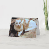 Turkish Angora Kittens Grußkarte Karte (Rückseite)