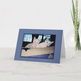 Turkish Angora Kittens Grußkarte Karte