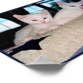 Turkish Angora Kittens Poster (Ecke)