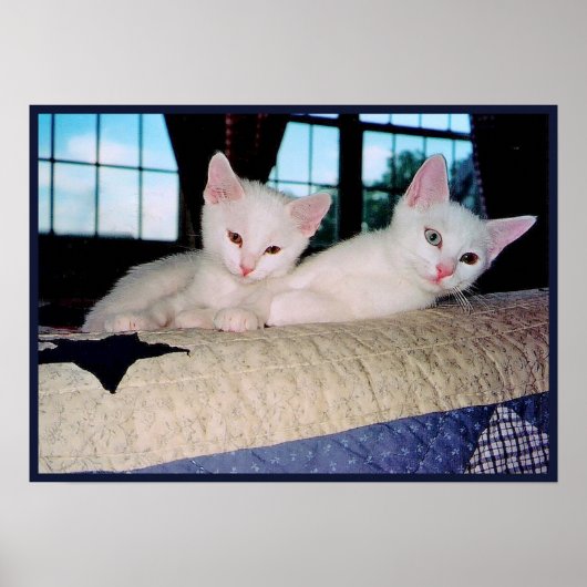 Turkish Angora Kittens Poster (Vorne)