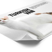 Turkish Van Cat Breed Poster (Ecke)