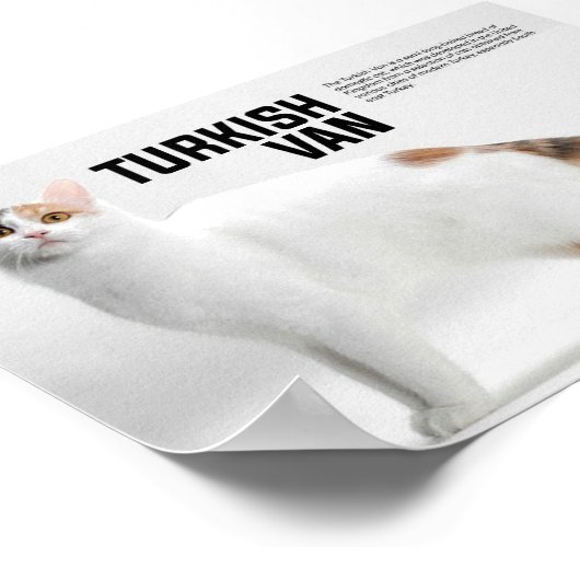 Turkish Van Cat Breed Poster (Ecke)