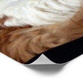 Turkish Van Poster (Ecke)
