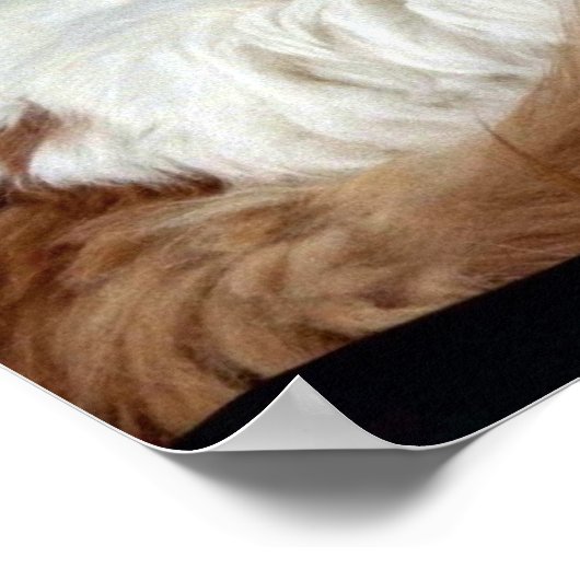 Turkish Van Poster (Ecke)