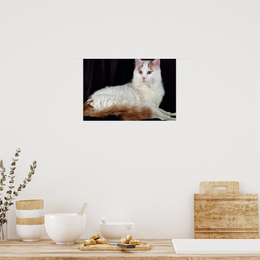 Turkish Van Poster (Küche)