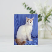 Turkish Van Postkarte (Stehend Vorderseite)
