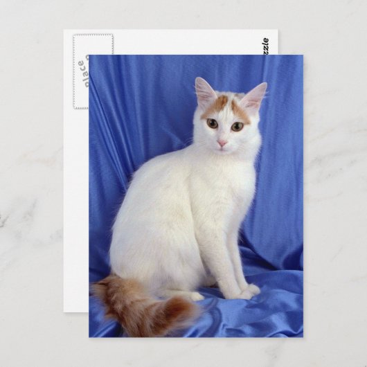 Turkish Van Postkarte (Vorne/Hinten)