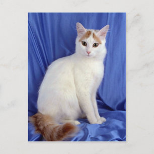 Turkish Van Postkarte