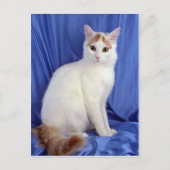 Turkish Van Postkarte (Vorderseite)