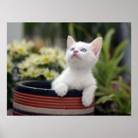 Turkish White Kitten Poster (Vorne)