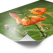 Turk's Cap Lily Fotodruck (Ecke)