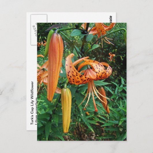 Turk's Cap Lily Wildblume Postkarte (Vorne/Hinten)
