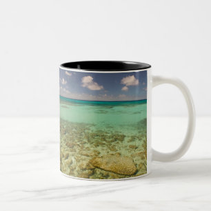 Turks- und Caicosinseln, Grand Turk Island, Cockbu Zweifarbige Tasse