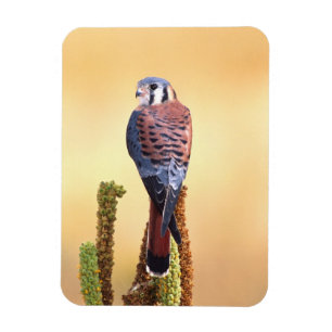 Turmfalke, Falco sparverius, Einheimisch in USA & Magnet