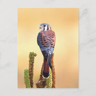 Turmfalke, Falco sparverius, Einheimisch in USA & Postkarte