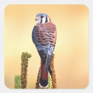 Turmfalke, Falco sparverius, Einheimisch in USA & Quadratischer Aufkleber