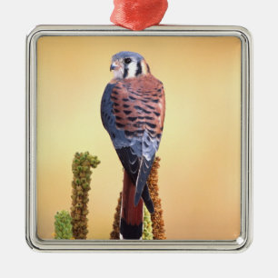 Turmfalke, Falco sparverius, Einheimisch in USA &  Silbernes Ornament