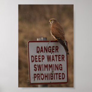 Turmfalke Poster