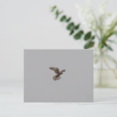 Turmfalke Postkarte (Stehend Vorderseite)