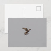 Turmfalke Postkarte (Vorne/Hinten)